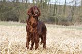 SETTER IRLANDAIS 409
